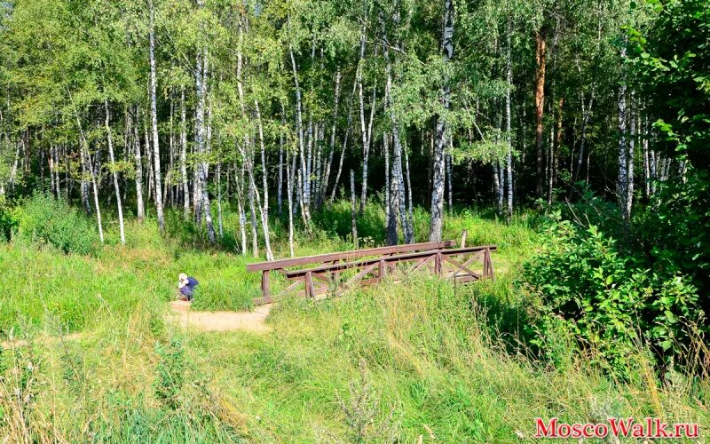 Лосиные пруды. Лосиный остров пруд. Пруд Лось Лосиный остров. Пляж Лосиный остров. Тропа к пруду Лось.