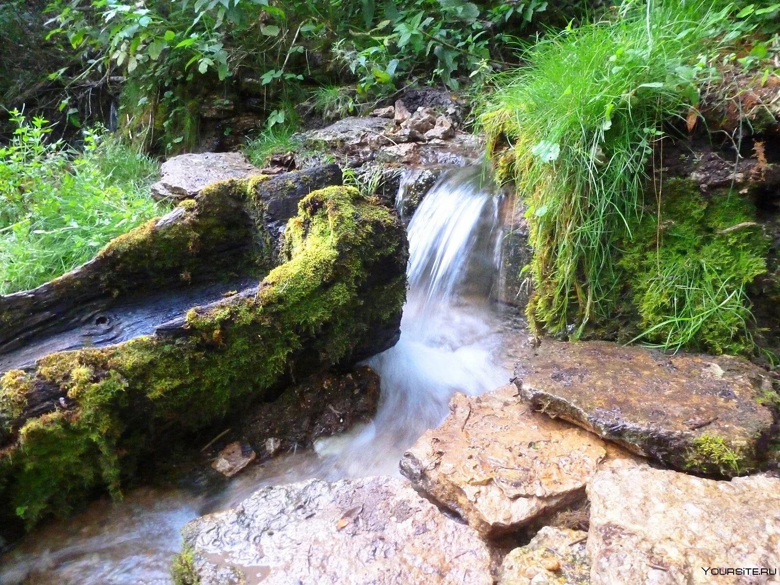 Растительный источник воды