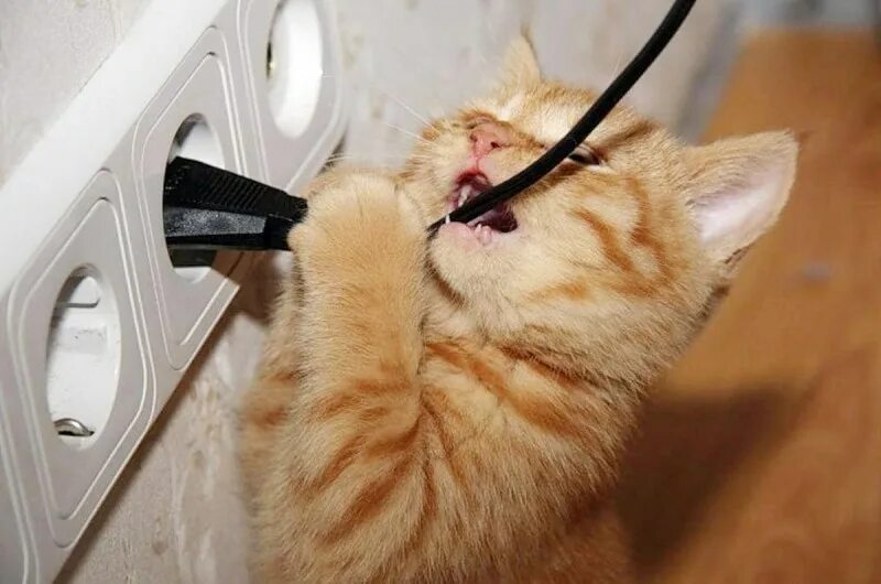 Кошка перегрызла провод. Кот перегрыз провод. Котики и провода. Котик перегрызает провод. Обгрызенный котом провод.