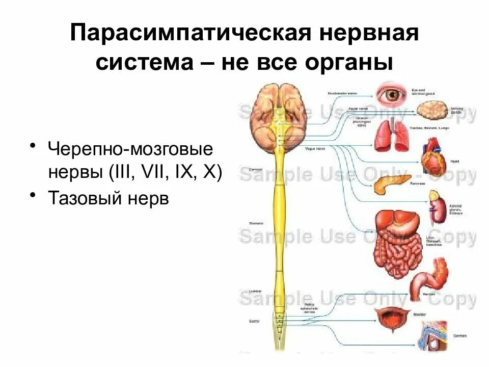 Парасимпатический отдел усиливает. Парасимпатическая нервная система. Парасимпатическая система. Строение парасимпатической нервной системы. Парасимпатическая система нервы.