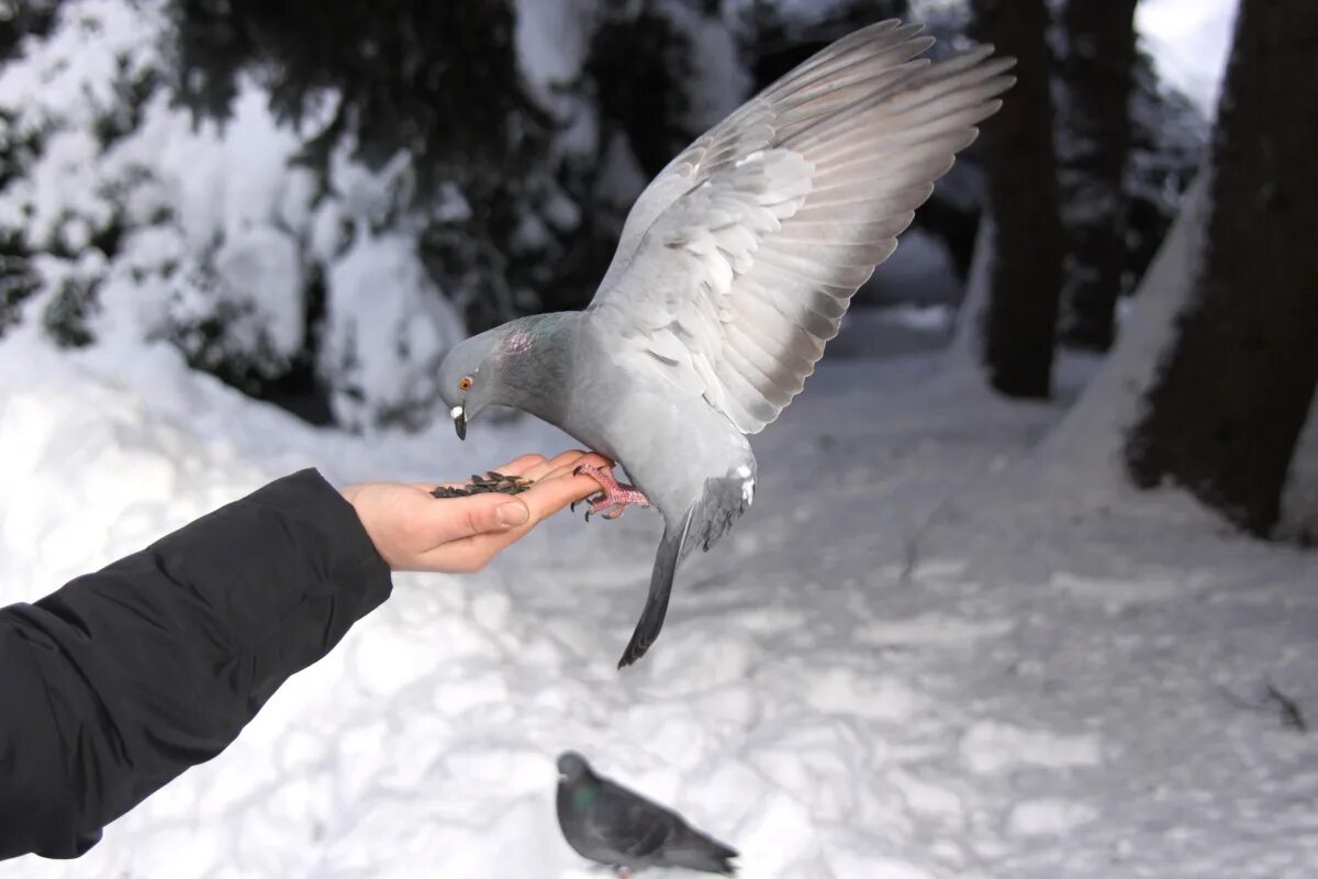 Птица на руке. Голуби на снегу. Голубь зимой. Голубь в руках.