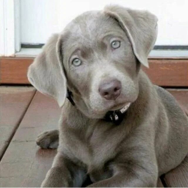 Silver lab