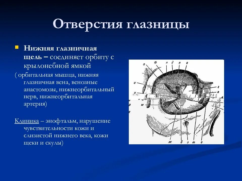 1 строение глазницы. Глазница топографическая анатомия. Глазница 4 стенки верхняя и нижняя глазничная щель. Верхняя и нижняя глазничные ЗЕЛР.