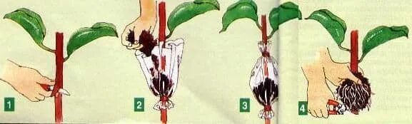 Как посадить голос. Авокадо размножение воздушными отводками. Черенкование яблони воздушными отводками. Размножение деревьев воздушными отводками. Размножение фикуса воздушными отводками.