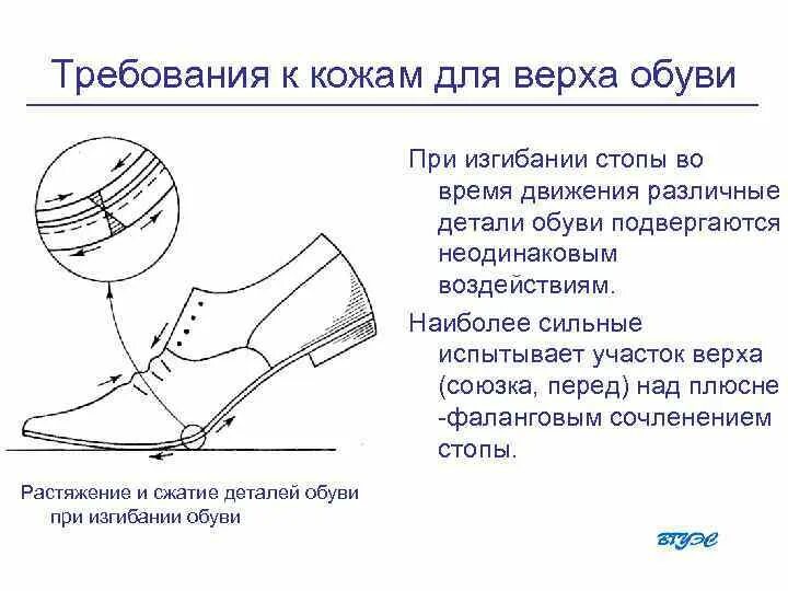 Союзка в обуви. Союзка в обуви