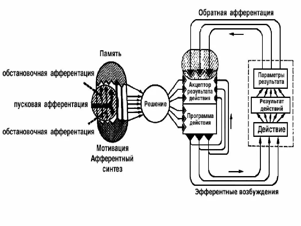 Акцептор результатов действия (теория п. Анохин функциональные системы. Обратная афферентация. Афферентный синтез поведенческого акта. Обратная афферентация анохина.