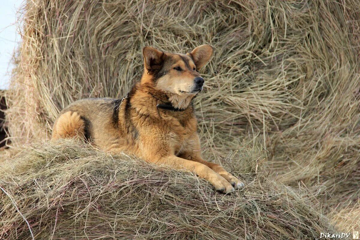 Собака без сена