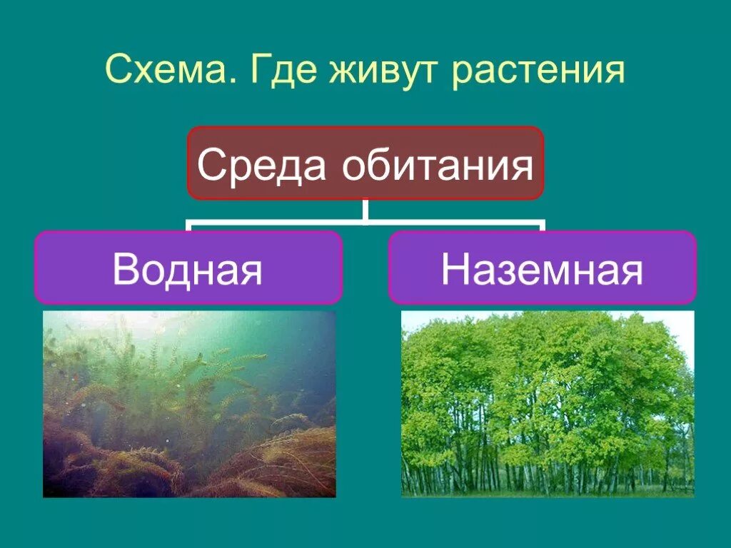 Среда обитания растений. Где живут растения. Растения по среде обитания. Царство растений среда обитания.