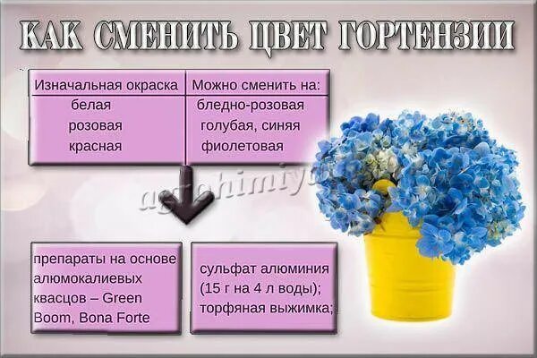 Таблица подкормки гортензии. Подкормка гортензии. Схема подкормки гортензий. Схема удобрения гортензий. Какой цветок меняет цвет