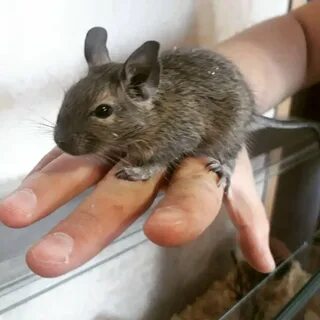Маленькие домашние грызуны