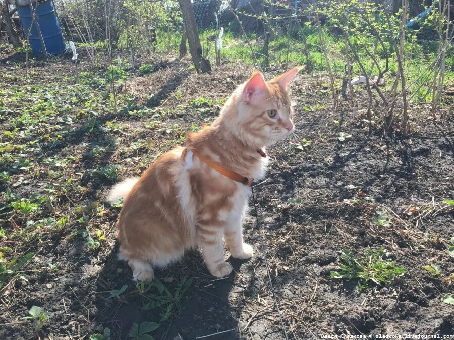 кун гуляет. кун гуляет. мейн кун на шлейке. мейн кун на прогулке. коты на поводке.