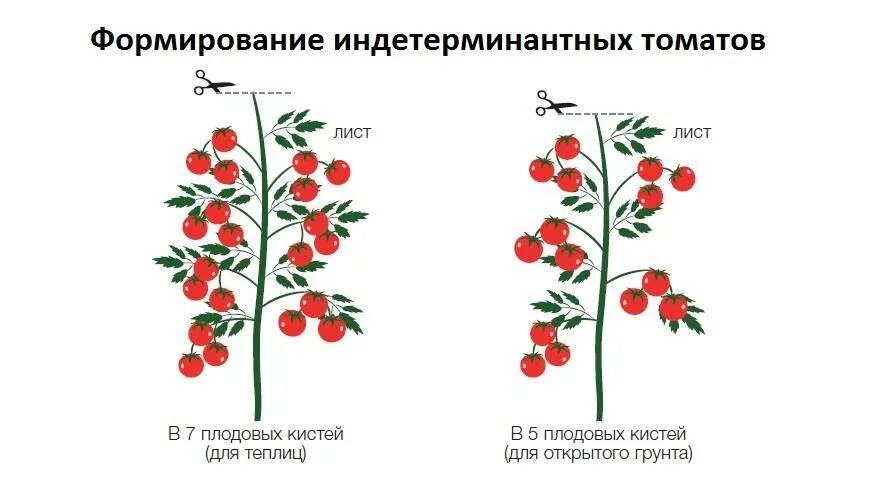 Что значит детерминантный сорт томатов. Схема формирования индетерминантных томатов. индетерминантные томаты пасынкование. пасынкование помидор индетерминантных теплице. формирование индетерминантного куста томата.
