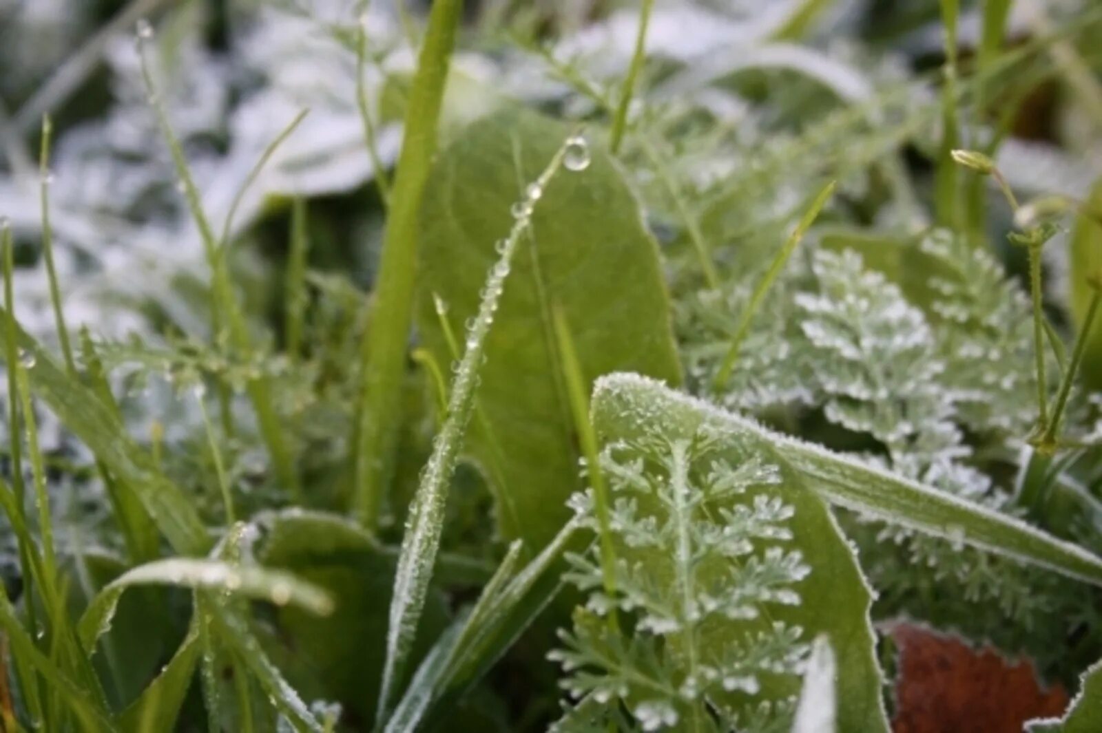 Заморозки. Иней на траве. Иней весной. Заморозки растения. Зимние растения.