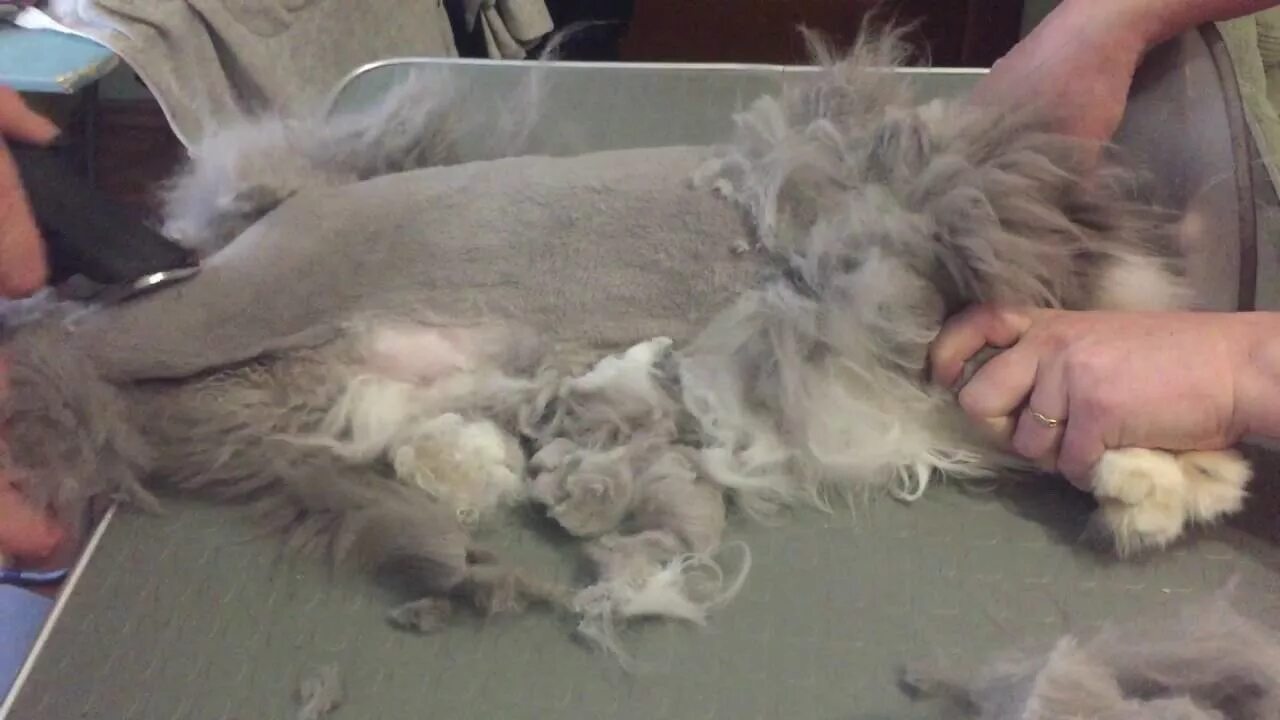 Подстричь кошку видео