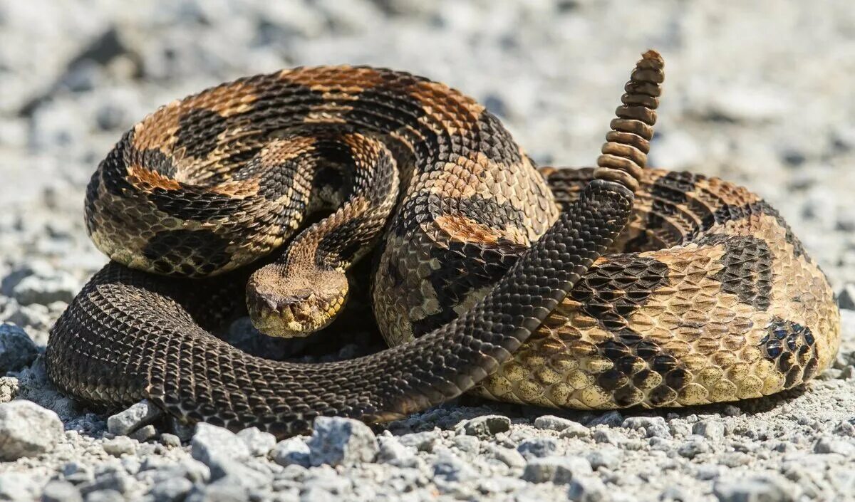 Техасский гремучник змея. Гадюка гремучая змея. Техасский гремучник Crotalus Atrox. Каскабель змея.