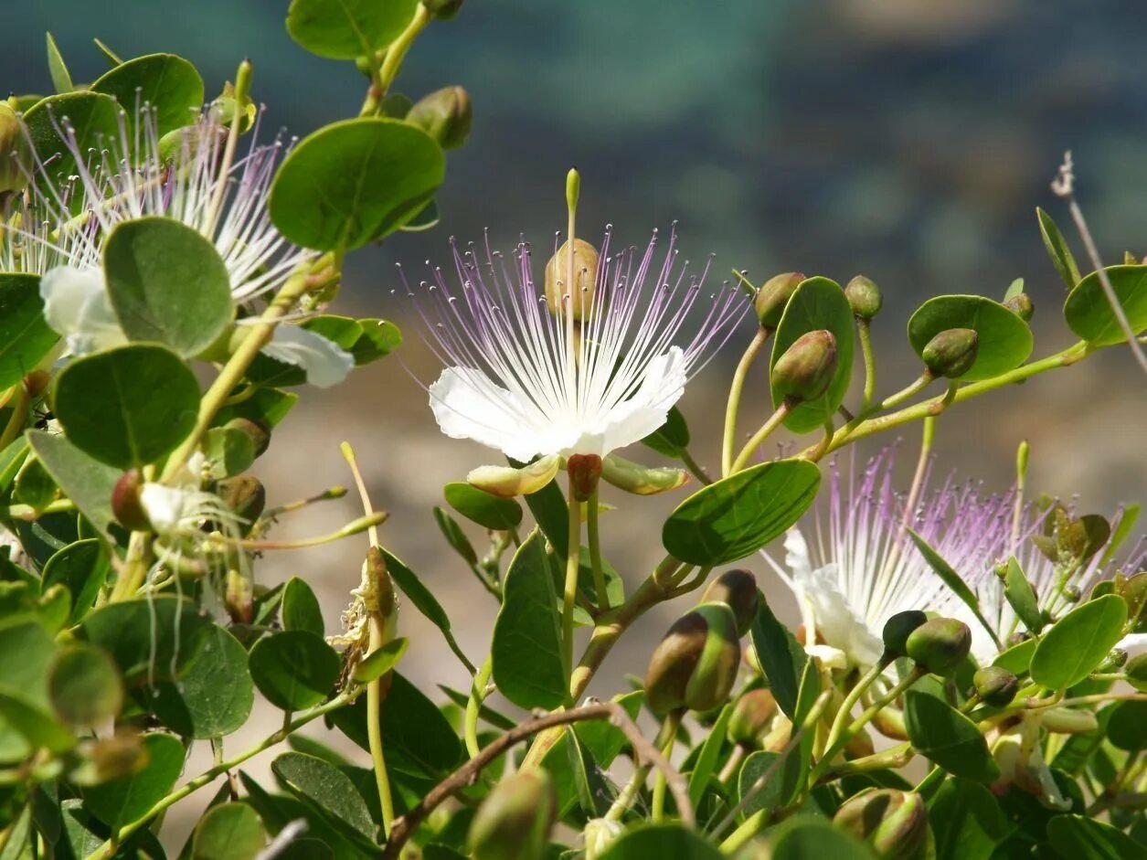 Каперсы колючие. Каперсы цветы. Каперсы колючие (Capparis spinosa). Кустарника Capparis spinosa.