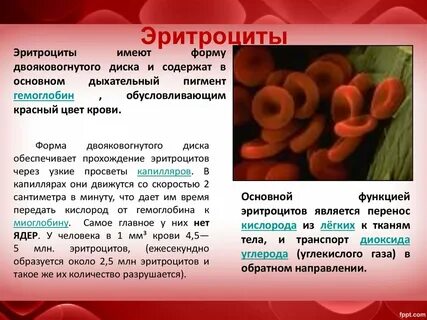 Каковы функции эритроцитов