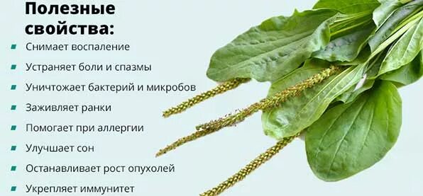 Чем полезен сельдерей для организма. Мелиса полезные свойства. Легкое полезные свойства. Полезные свойства кефира. Кефир польза.