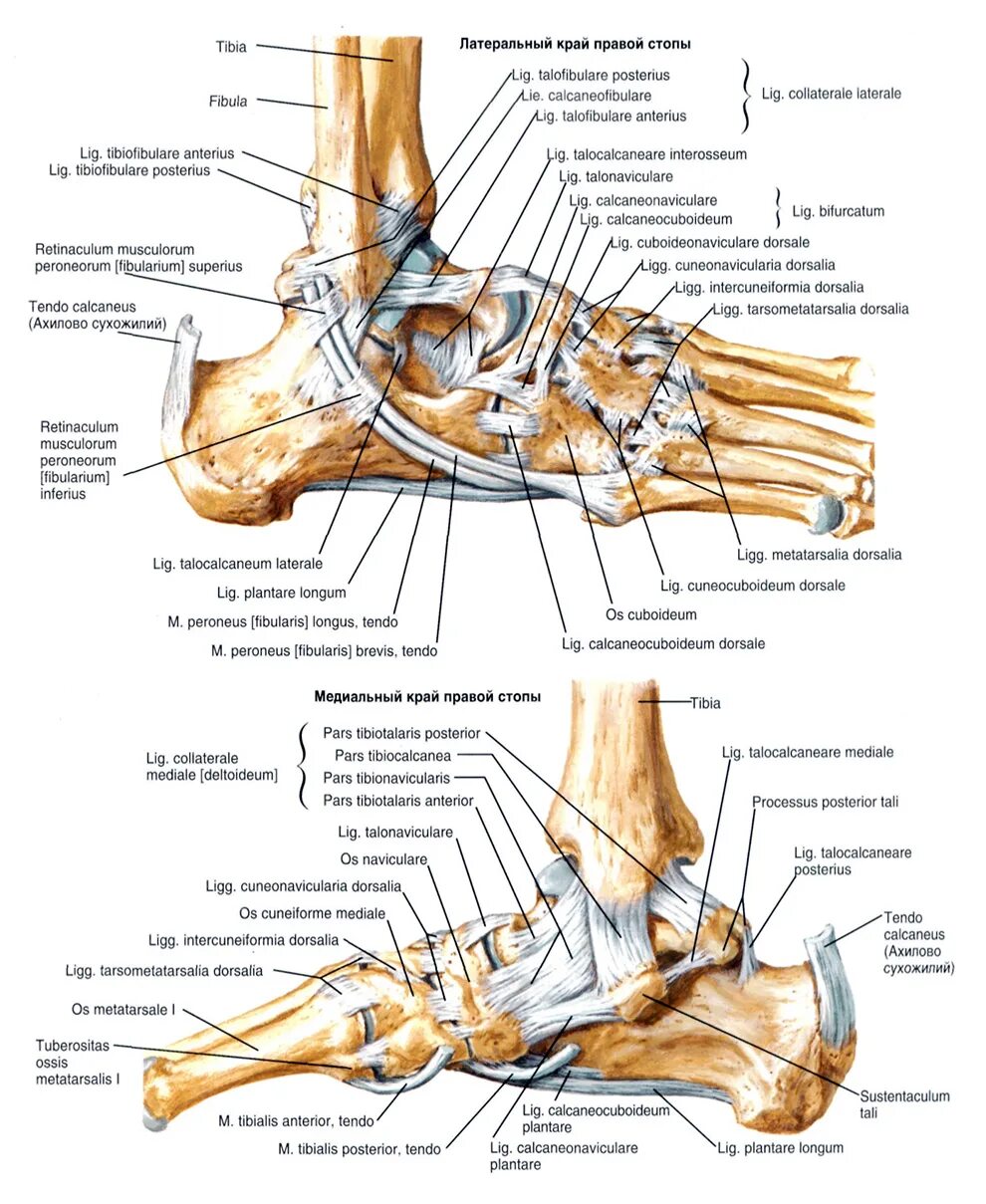 Связочный аппарат голеностопного сустава анатомия. Сухожилия голеностопного сустава анатомия. Голеностопный сустав анатомия строение. Связки стопы анатомия строение. Мышцы щиколотки