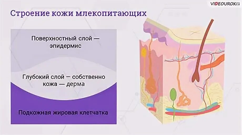 Каково строение кожи млекопитающих