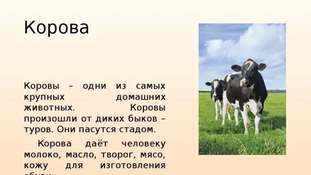 Корова урок 5 класс. Сообщение о корове. Домашнее животное корова доклад. Описание коровы для детей. Доклад про корову.