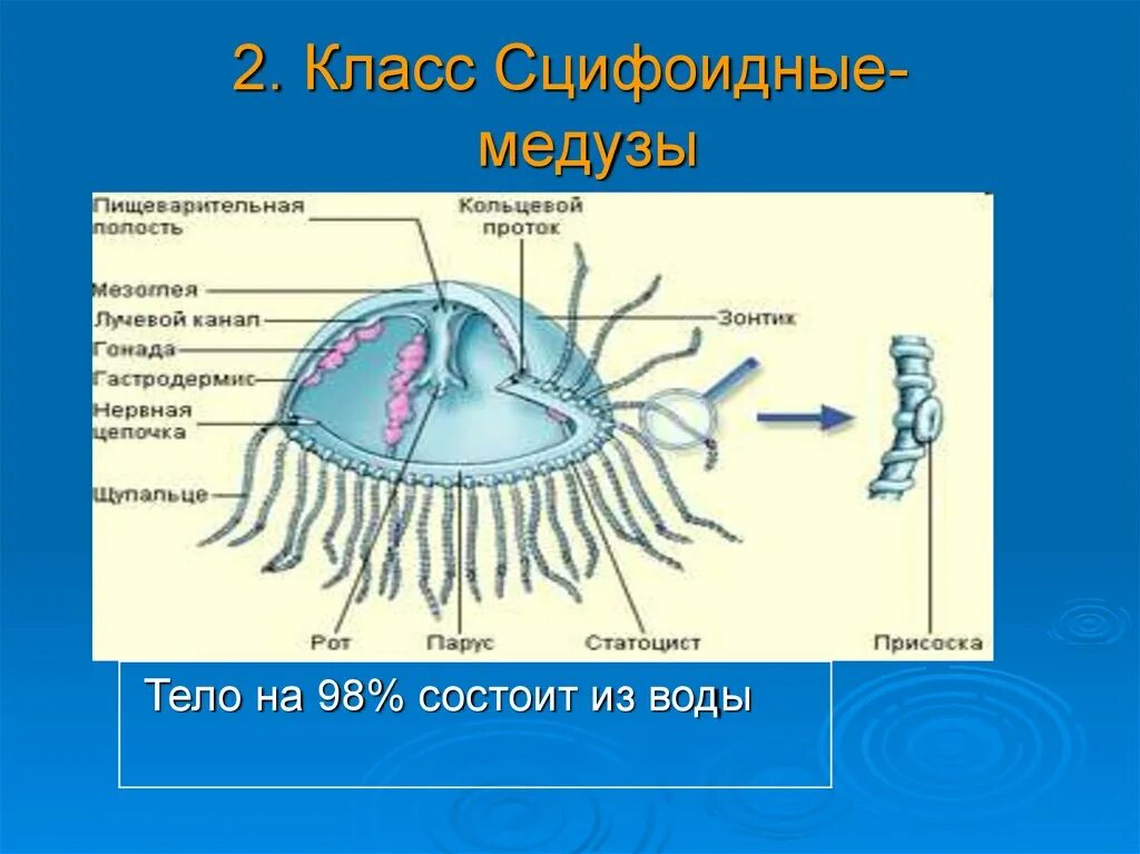 Кольцевой канал. Личинка сцифоидных медуз. Тип Сцифоидные медузы. Сцифоидные Кишечнополостные 7 класс строение. Сцифоидная медуза класс и Тип.