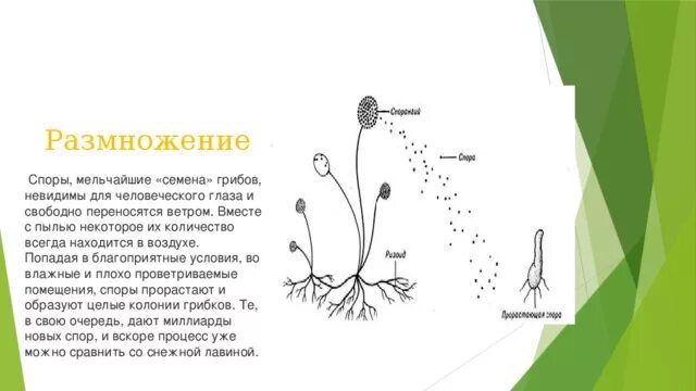 Размножение спорами у растений. Размножение с помощью спор. Растения, размножающиеся с помощью спор;. Размножение растений с помощью спор. Споры грибов семена