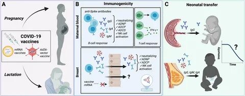 Covid Vaccination Pregnancy Pubmed.