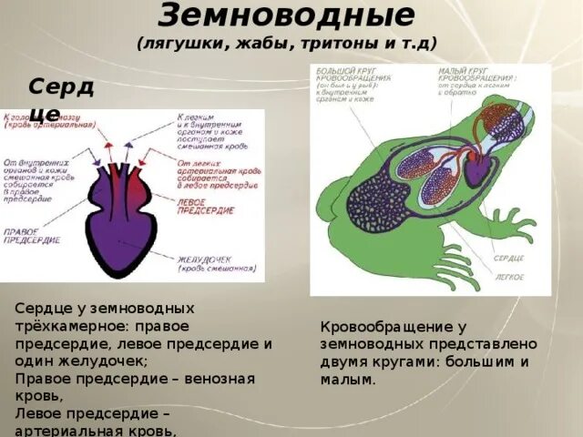 Кровь в сердце у земноводных. Строение сердца земноводных. Сердце в кровеносной системе лягушек. Трехкамерное сердце у земноводных. Строение сердца амфибий.