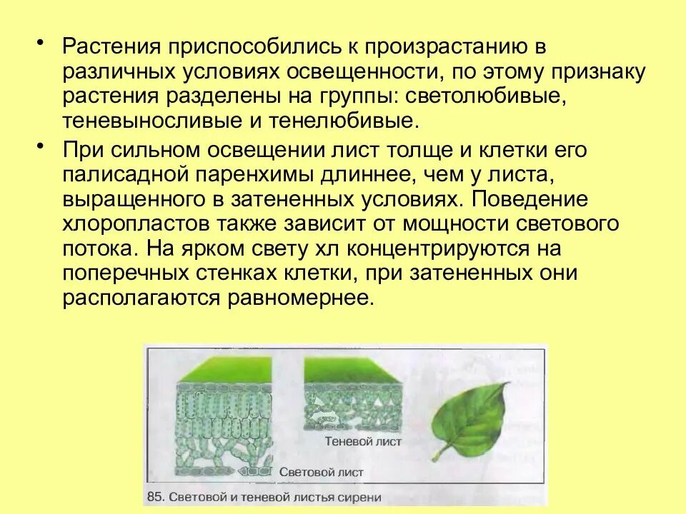 Орган клетки в котором происходит фотосинтез. Фотосинтез. Фотосинтез презентация 6 класс. Фотосинтез презентация 5 класс. Листья растений светолюбивых и теневыносливых.