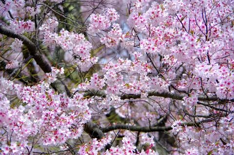 Flowering cherry