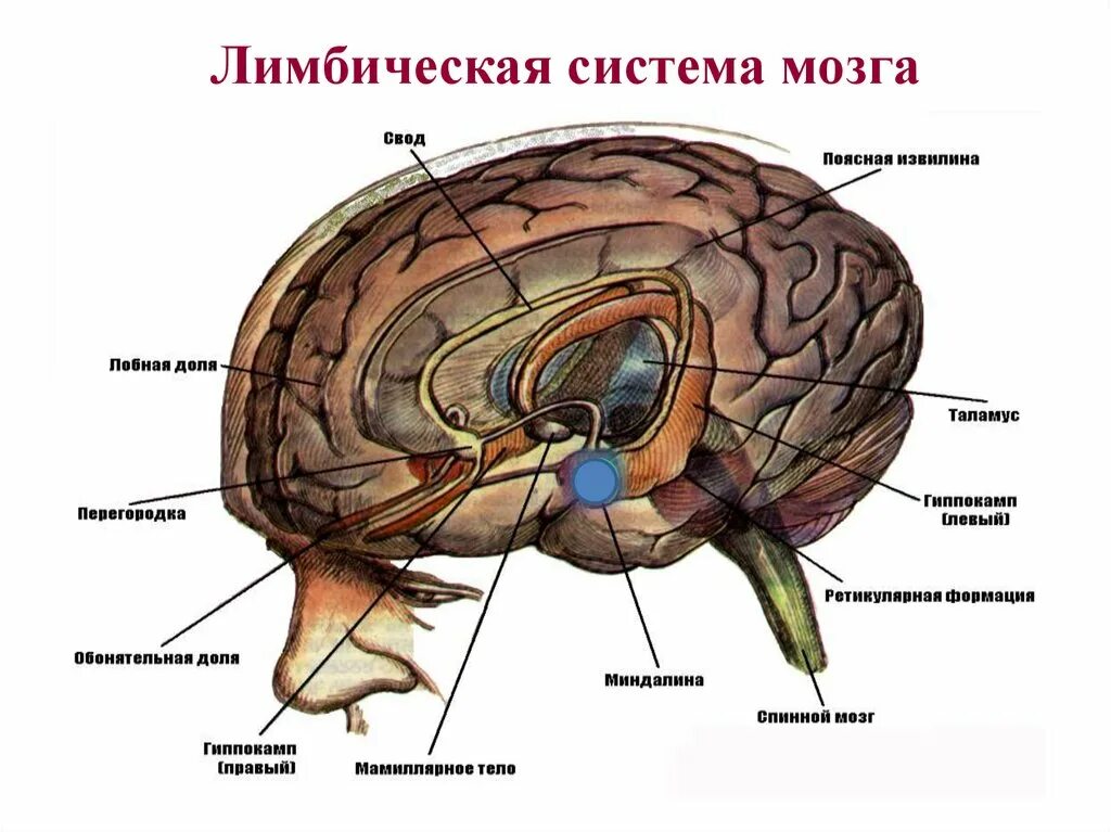 Обонятельные доли мозга. Лимбическая система головного мозга. Строение мозга человека лимбическая система. Лимбическая система головного мозга функции структуры. Лимбическая система нормальная физиология.