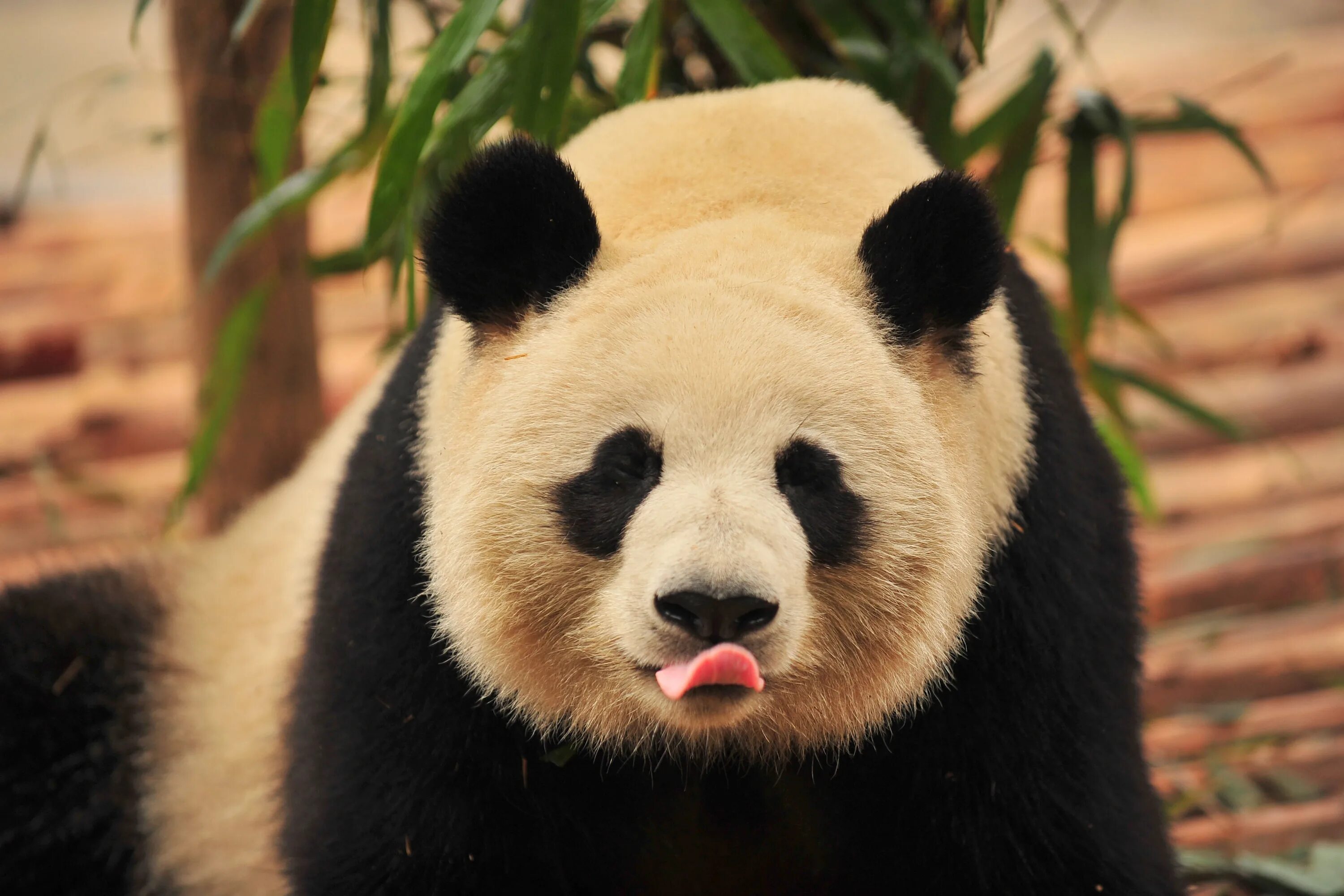 большая панда. что умеет панда. язык панд. улыбка панды. смешная панда.