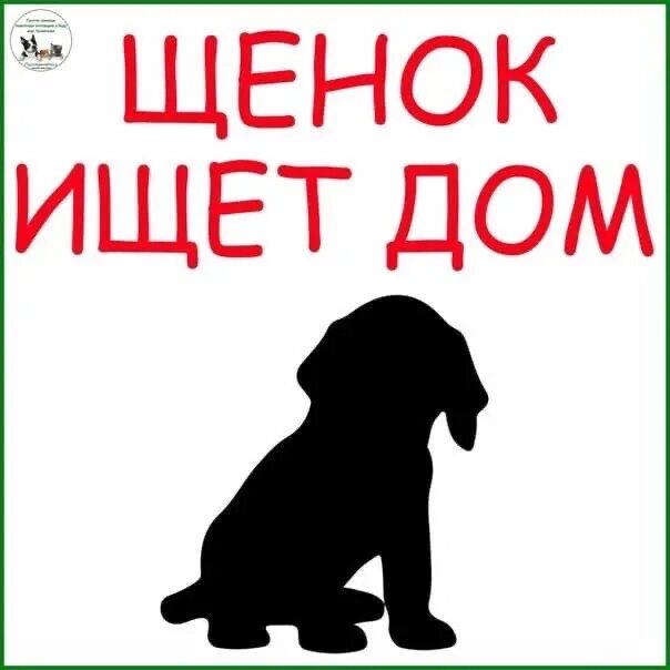 Найди щеночков. Собаке нужен дом. Собака ищет дом. Щенок ищет дом. Щенкам нужен дом.