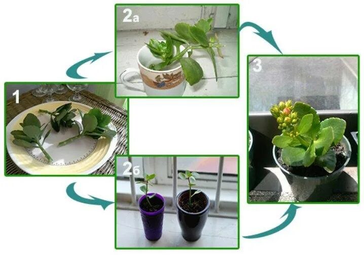 Каланхоэ размножение листом. Каланхоэ укоренение черенков. Каланхоэ размножение черенками. Каланхоэ цветок размножение черенками. Как разводить каланхоэ