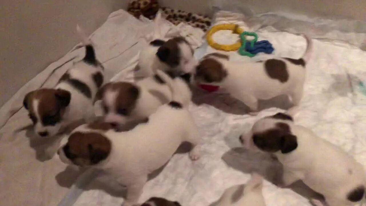 Первый прикорм щенков. Когда прикармливать щенков. Миска для прикорма щенков. Первый прикорм щенков шпица с чего начать. Первый прикорм щенков.