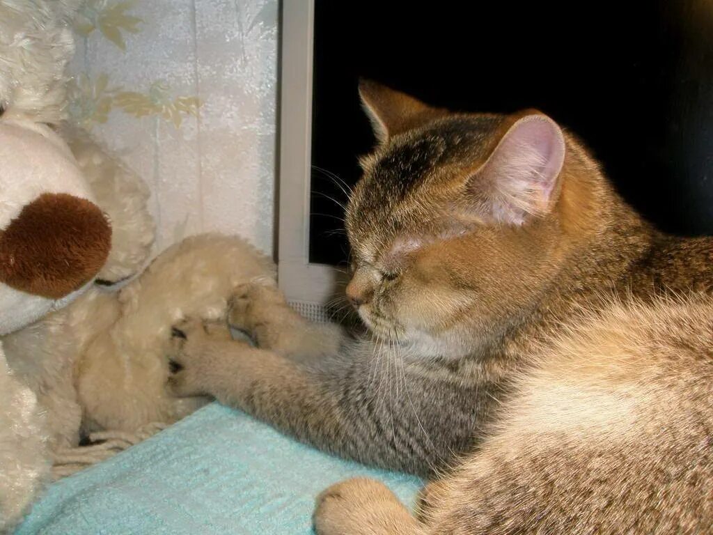 Почему кошка делает лапками. Кошка топчется. кошка топчет лапками. кот топчется передними. кошка мнет лапками.