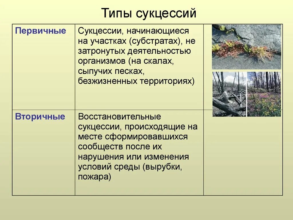 Приведите примеры сукцессий. Типы экологических сукцессий. Экологическая сукцессия первичная сукцессия вторичная сукцессия. Экологической сукцессии в экосистеме. Характеристика первичных видов сукцессия.