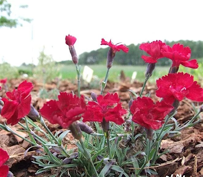 Гвоздика серовато-голубая Рубин. Dianthus gratianopolitanus 'Rubin'. Гвоздика серовато-голубая Rubin Рубин. Гвоздика гратианополитанская Rubin. Гвоздика купить екатеринбург