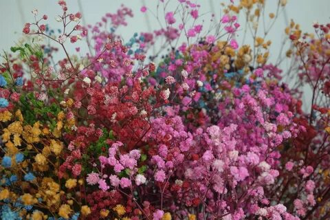 Сухоцветы маленькие