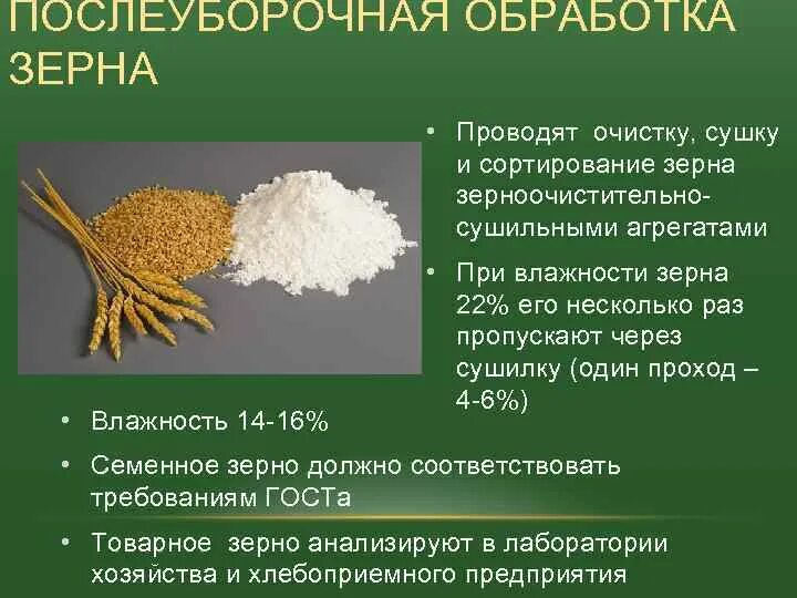 Схема послеуборочной обработки зерна пшеницы. Обработка зерновых послеуборочная зерна. Технология послеуборочной обработки зерна. Послеуборочная обработка семенного зерна.