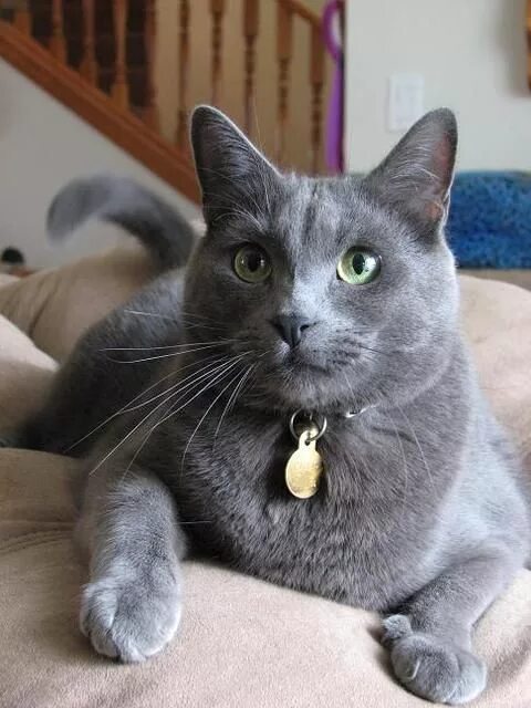 OC: Whirlheart (she-cat) Cute cats, Gorgeous cats, Grey tabby cats