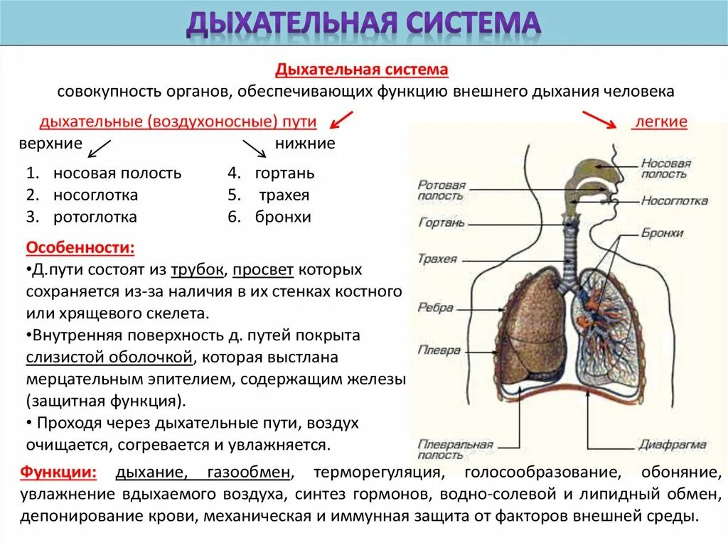 Дыхательная система выполняемая функция