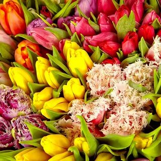 Тюльпан скопировать
