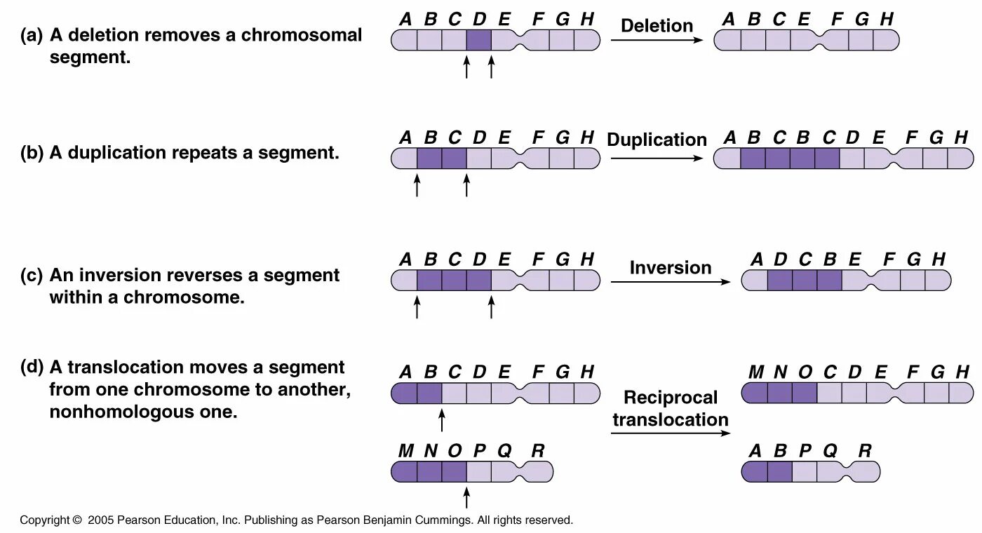 Примеры делеции. Делеция дупликация инверсия транслокация. chromosome mutation. схема дупликации. делеции инверсии.