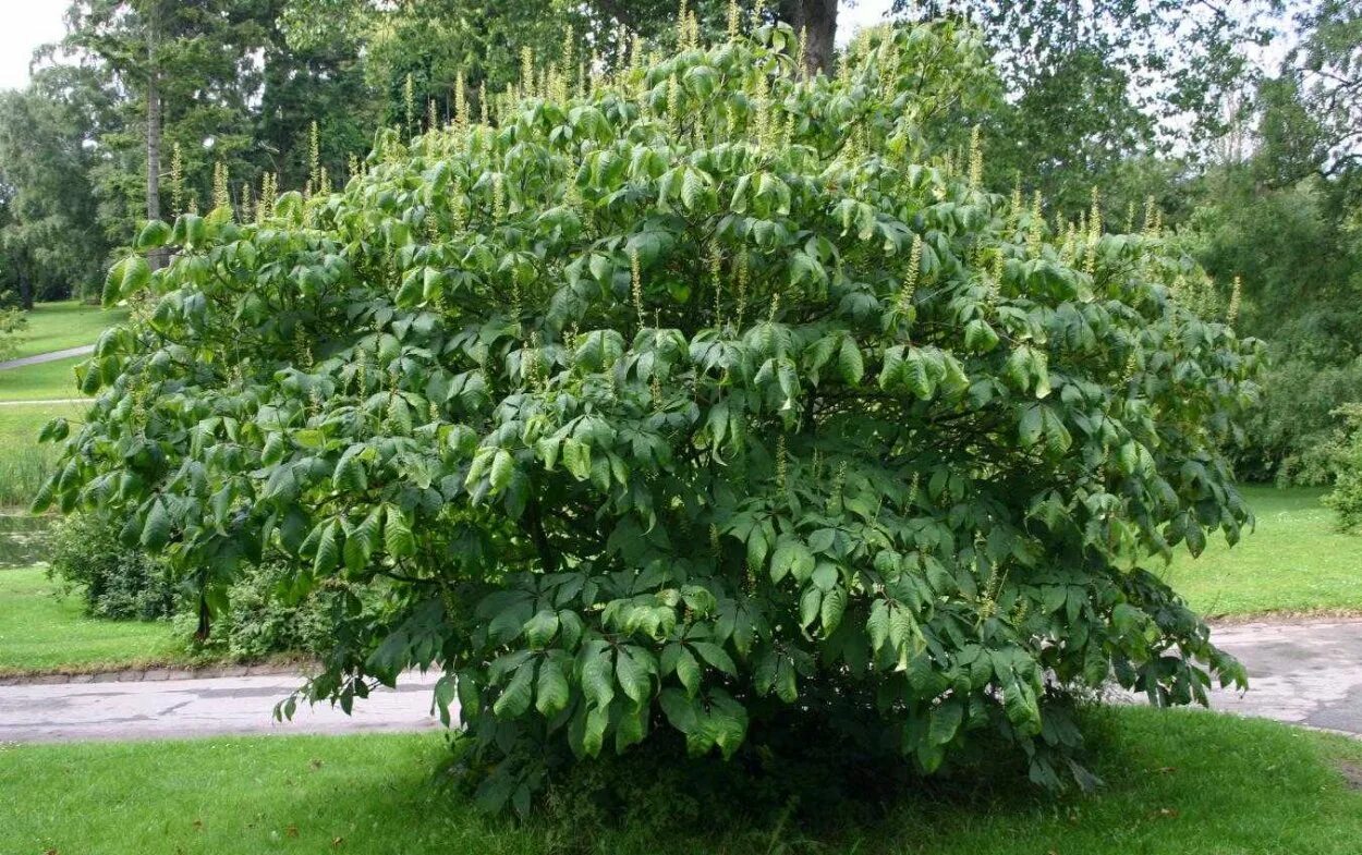Каштаны в анапе. Aesculus hippocastanum. Кустарник каштана. Каштан конский соцветие. Каштан конский обыкновенный дерево.