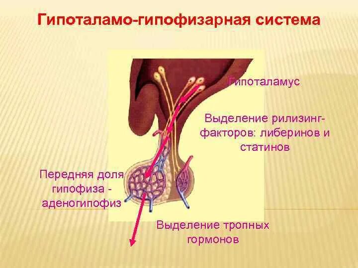 Гипоталамо гипофизарная система функции. Гипофиза гипоталамо-гипофизарная система. Схема гипоталамо-гипофизарной нейросекреторной системы. Гормоны гипофиза либерины статины. Схема гипоталамо-гипофизарной системы анатомия.