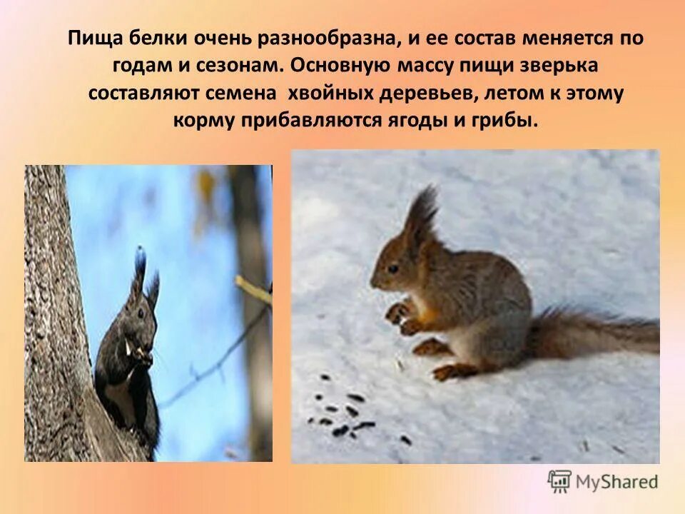 Описание про белку. Предложение про белочку. Описание белки для детей. Рассказ одомагних животных. Животные способны к активному передвижению.