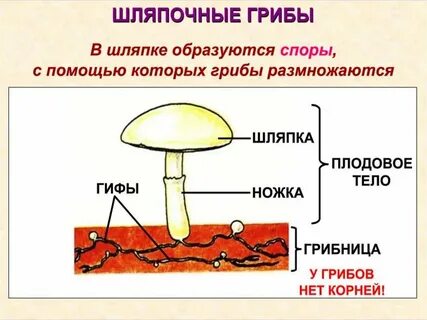 Определи вид гриба