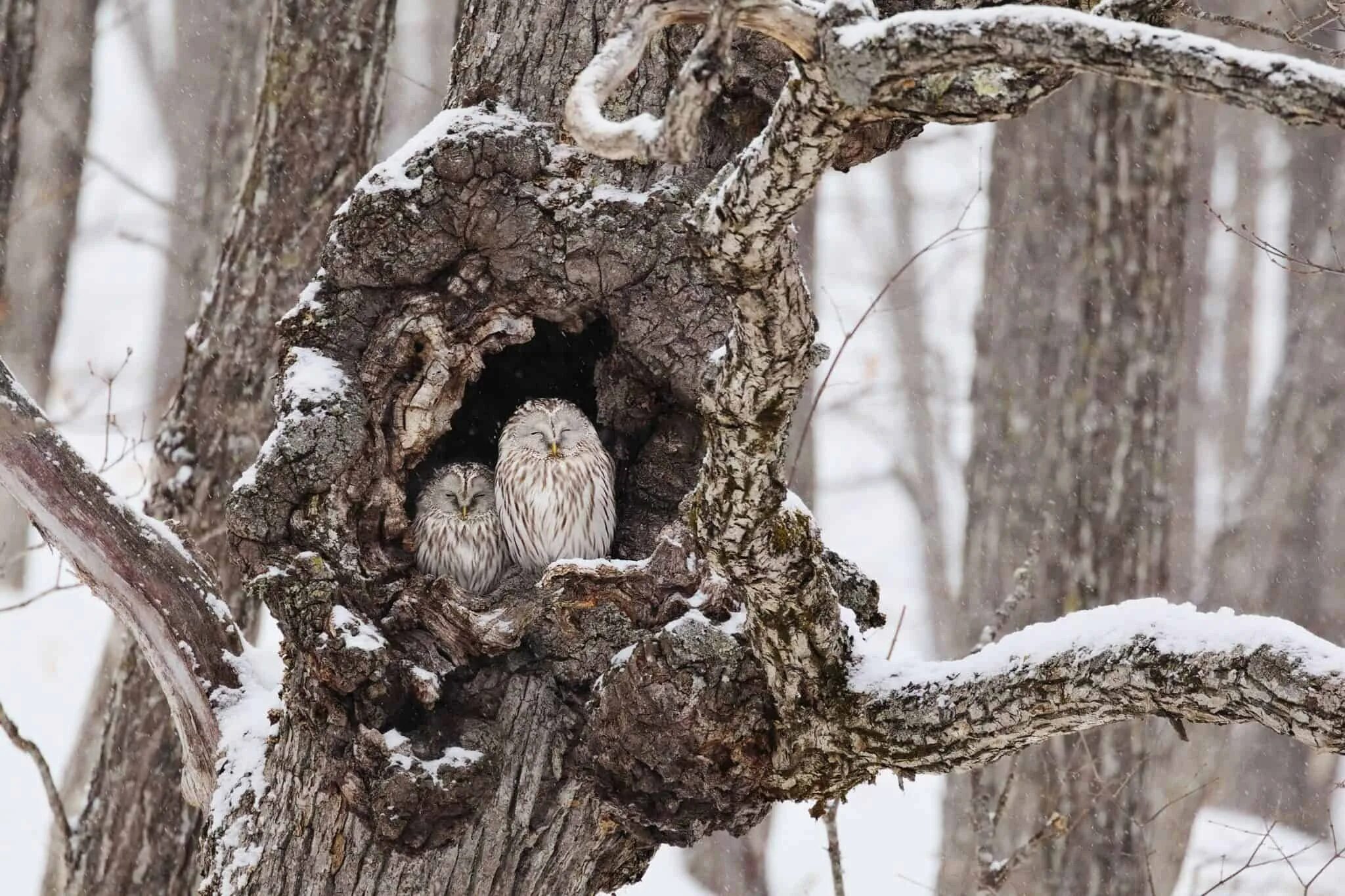 Зимнее гнездовье. Клест еловик яйца. Гнездо воробья. Гнездо птицы зимой. Гнездо для птиц.